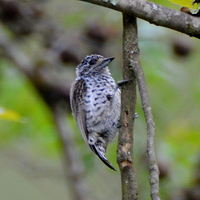 White Barred Piculet